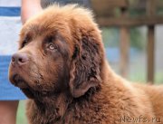 Превью фото № 211104