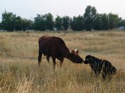 Превью фото № 211158