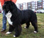 Превью фото № 21116