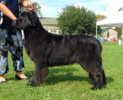 Превью фото № 211182