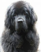 Превью фото № 211190