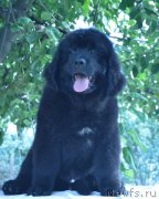 Превью фото № 211258