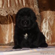 Превью фото № 211298