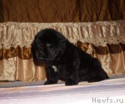 Превью фото № 211299