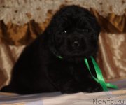 Превью фото № 211304