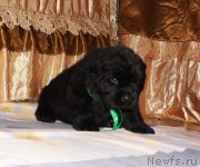 Превью фото № 211305