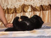 Превью фото № 211310