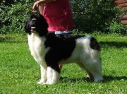 Превью фото № 211338