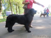 Превью фото № 211351