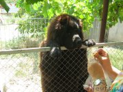 Превью фото № 211397