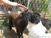 Превью фото № 211399