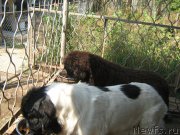 Превью фото № 211401