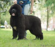 Превью фото № 211403