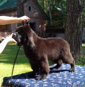 Превью фото № 211438