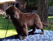 Превью фото № 211439