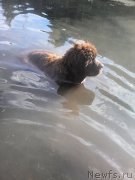 Превью фото № 211442