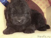 Превью фото № 211481