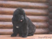 Превью фото № 211506