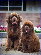 Превью фото № 211543