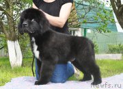 Превью фото № 211574