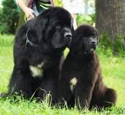 Превью фото № 211581