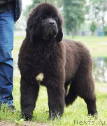 Превью фото № 211582