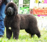 Превью фото № 211583