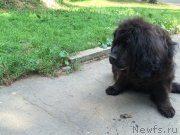 Превью фото № 211597