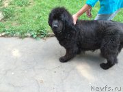 Превью фото № 211598