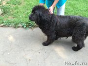 Превью фото № 211599