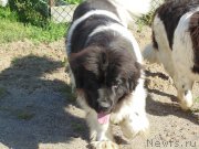 Превью фото № 211661