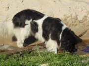 Превью фото № 211669