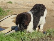 Превью фото № 211694