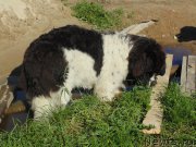 Превью фото № 211699