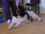 Превью фото № 211711