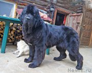 Превью фото № 211751