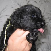 Превью фото № 211773