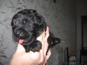 Превью фото № 211776