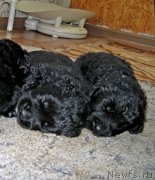 Превью фото № 211777