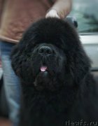 Превью фото № 211838