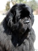 Превью фото № 211842