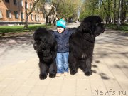 Превью фото № 211851