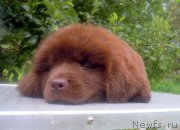 Превью фото № 211870