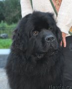 Превью фото № 211902