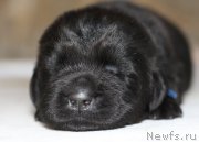 Превью фото № 211919