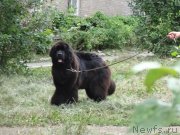 Превью фото № 211949
