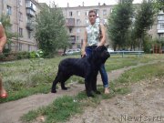 Превью фото № 211956