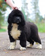 Превью фото № 211965