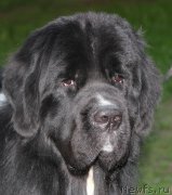 Превью фото № 211970