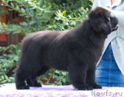 Превью фото № 212015